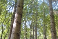 Mischwald in Rumänien