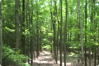 Gepflanzter Wald in Rumänien