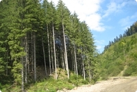 Nadelwald in Rumänien